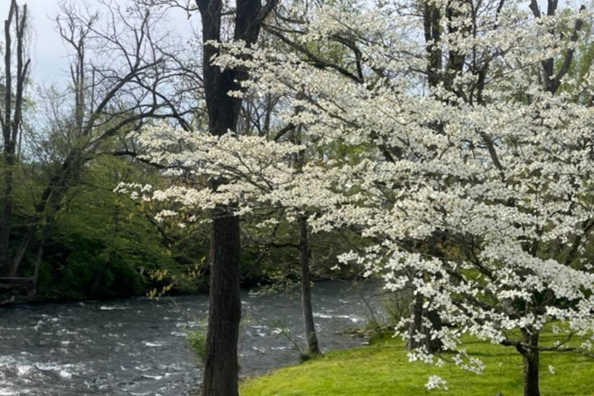 Mill Stream Cottage Pigeon Forge Dış mekan fotoğraf