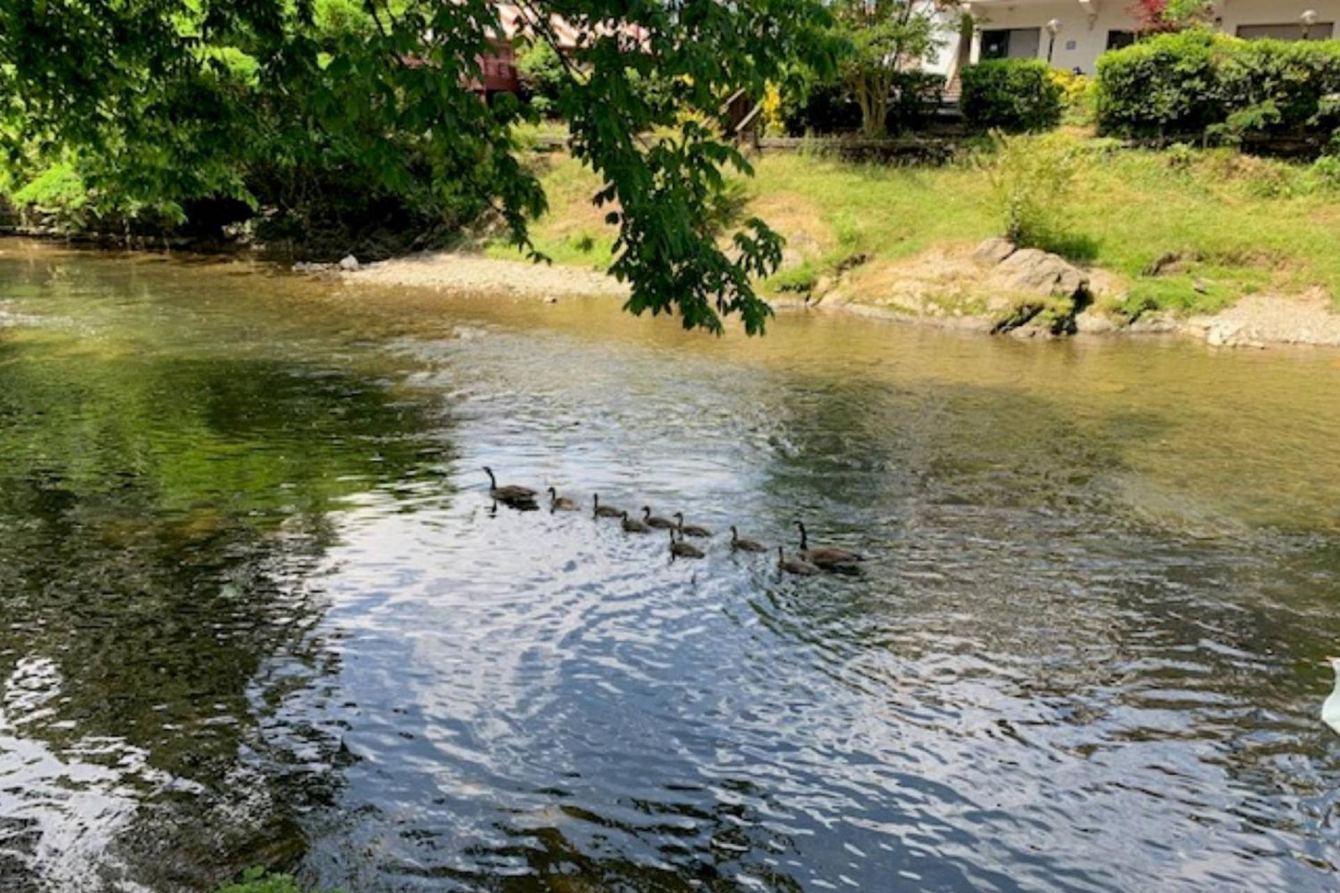 Mill Stream Cottage Pigeon Forge Dış mekan fotoğraf